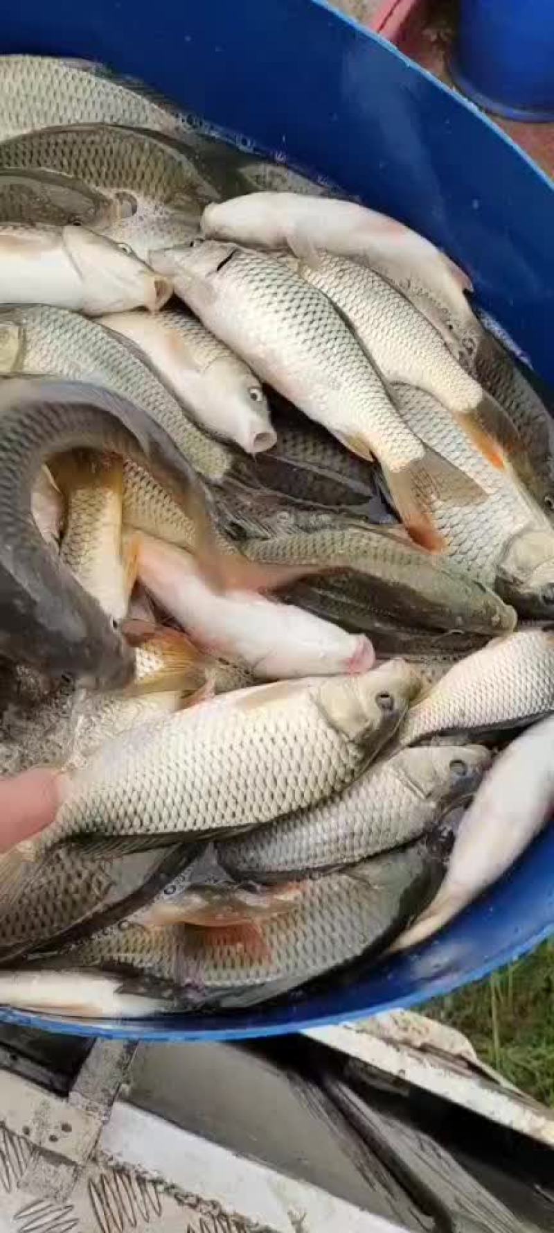 精品鲤鱼带红尾鱼苗