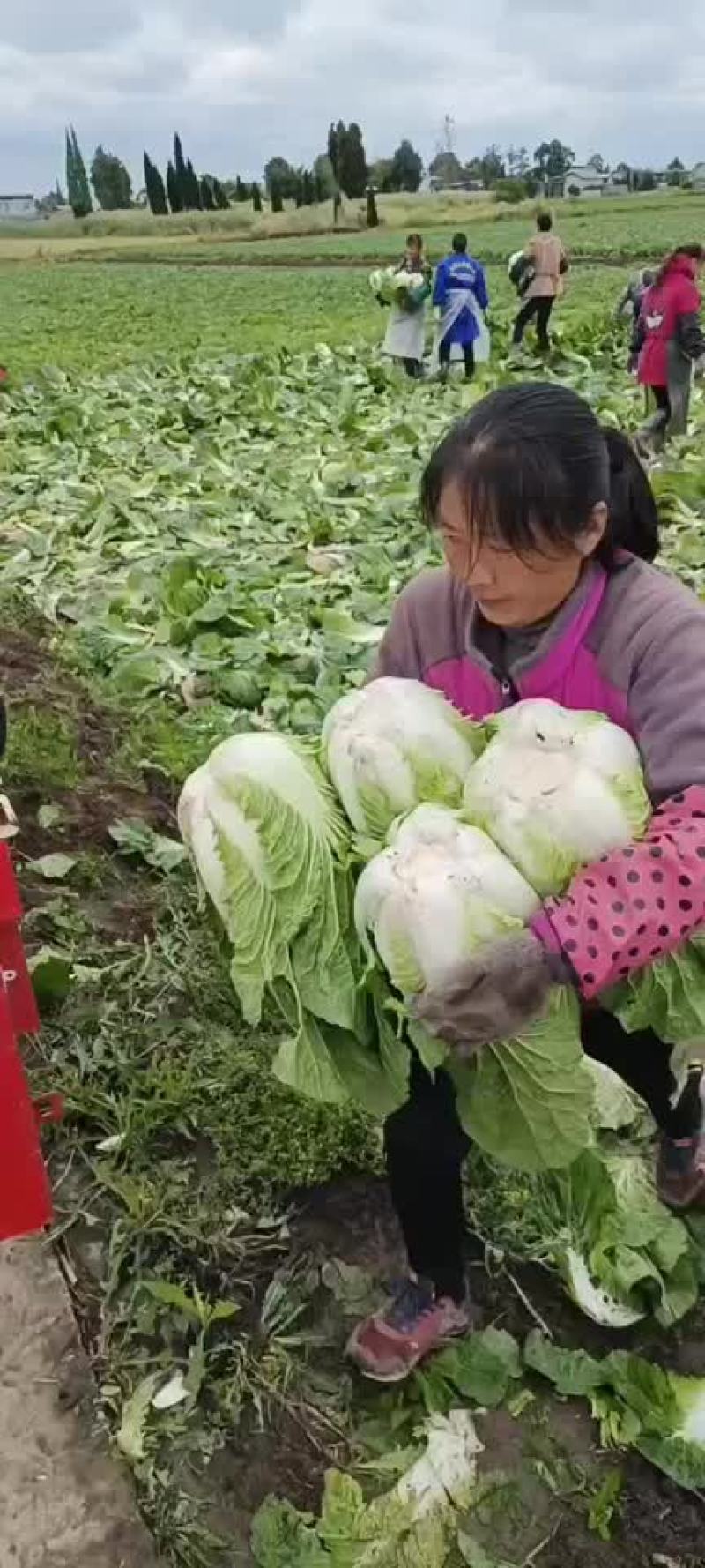 基地直接交易三包有需要的老板速度下单了500吨