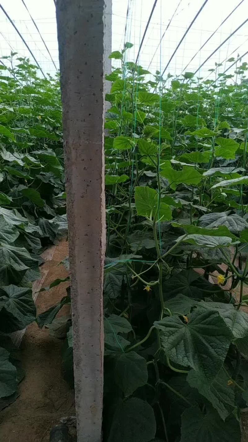 中牟黄瓜