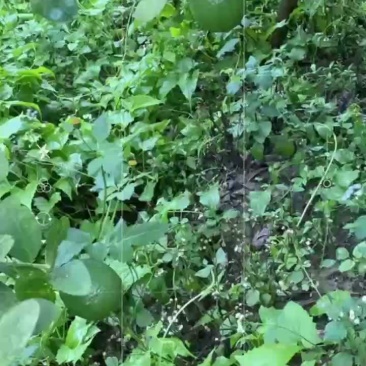 大量香水柠檬