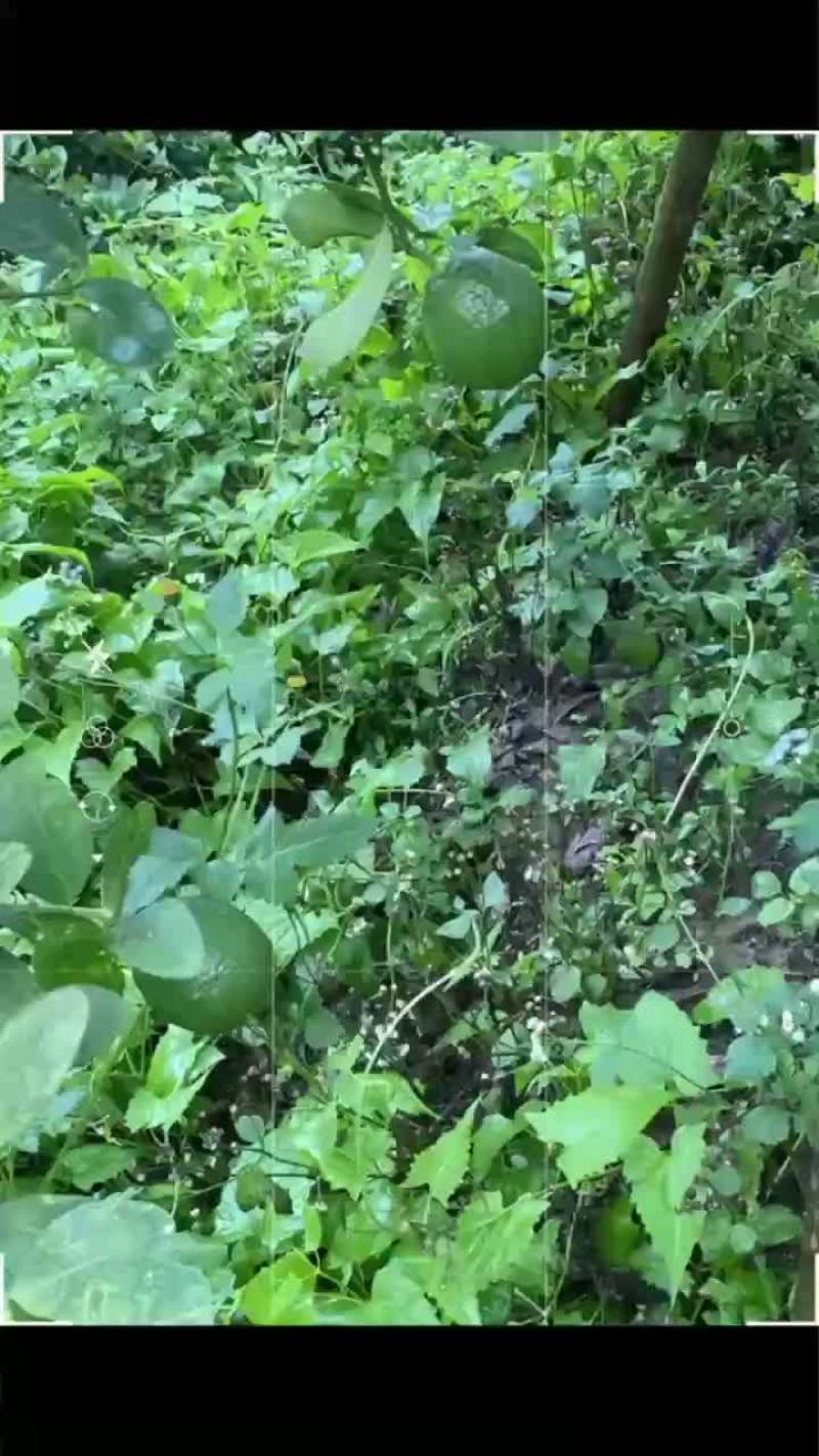 大量香水柠檬