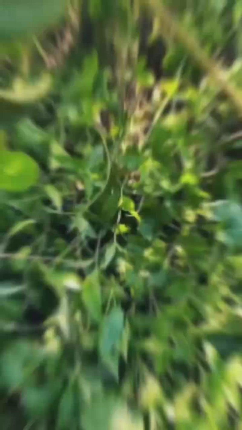 大量香水柠檬