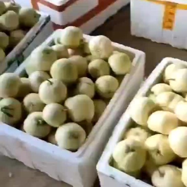 白甜瓜