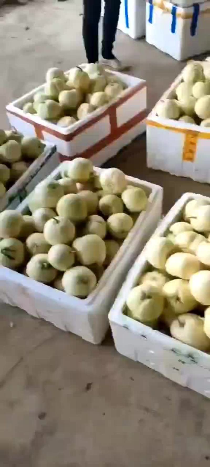 白甜瓜