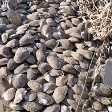 河蚌大量上市，规格齐全，欢迎来电咨询