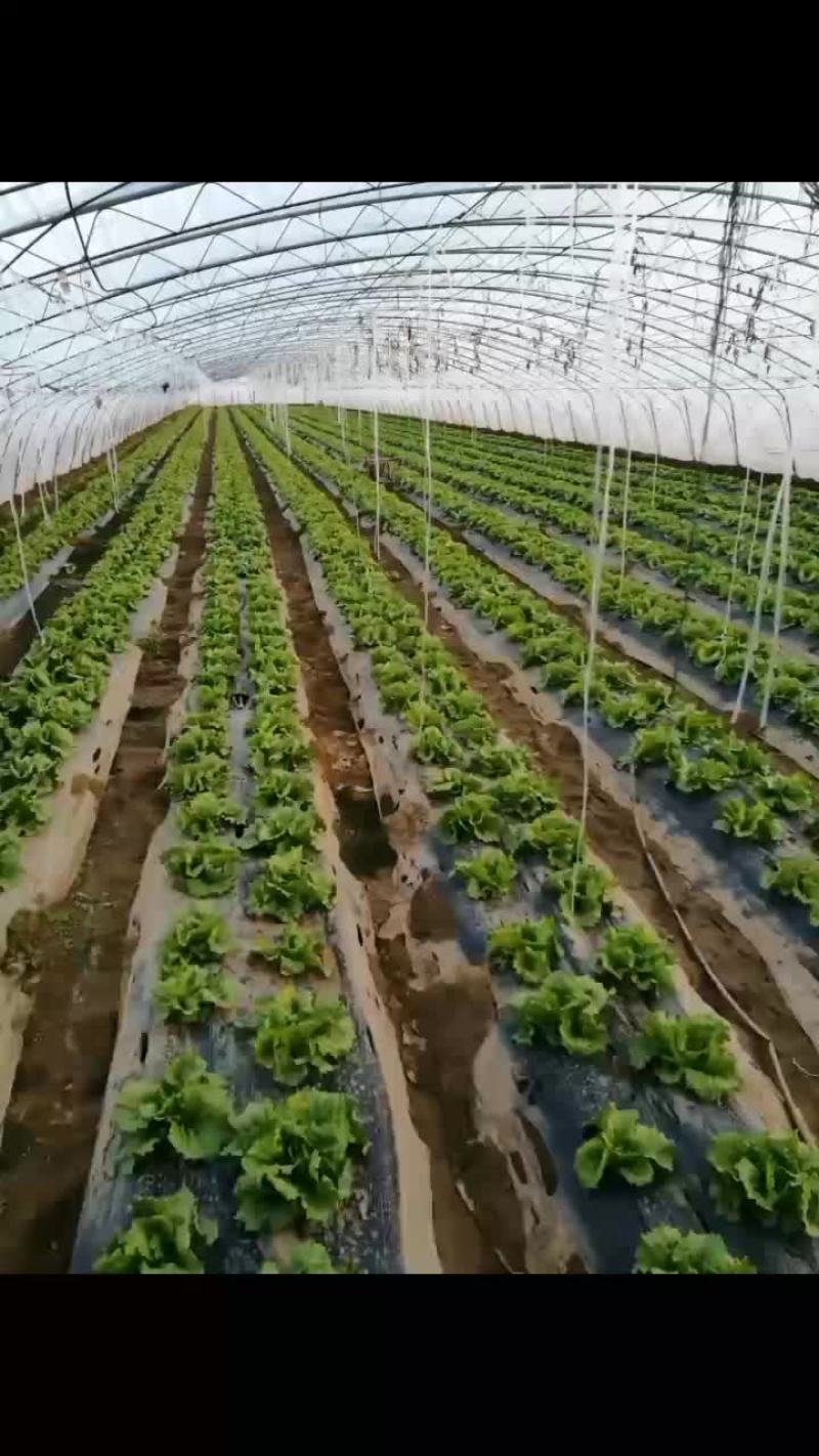生菜