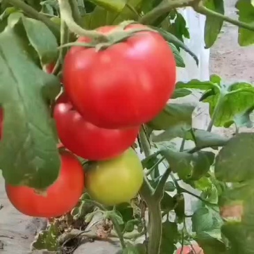 大量有货