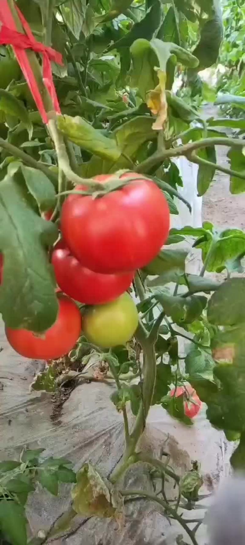 大量有货