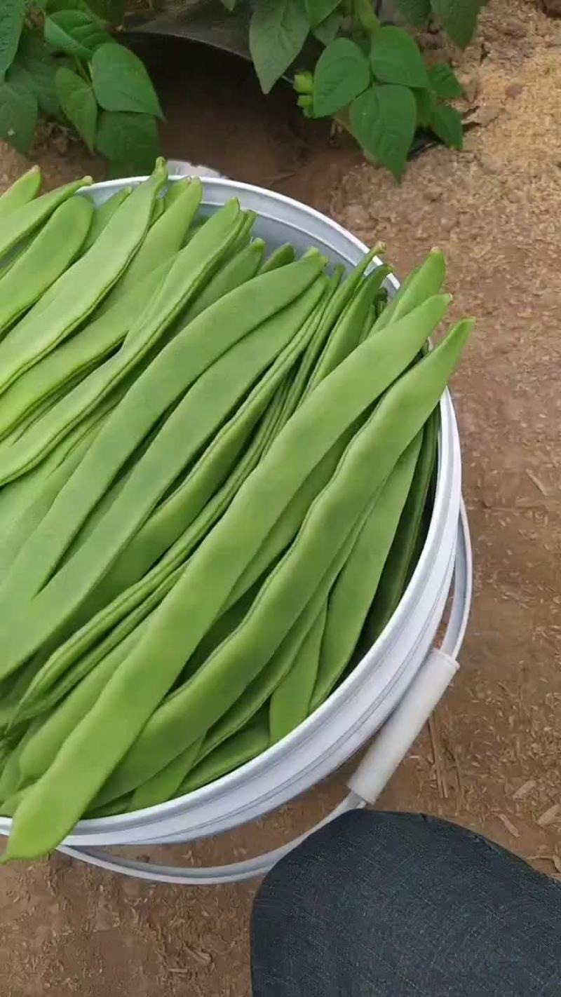 芸豆