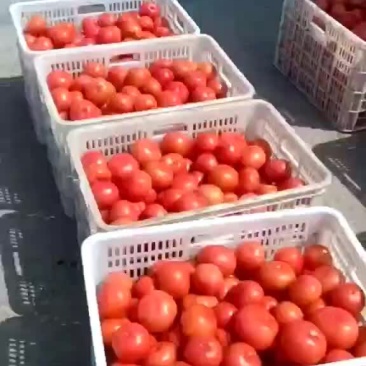 西红柿