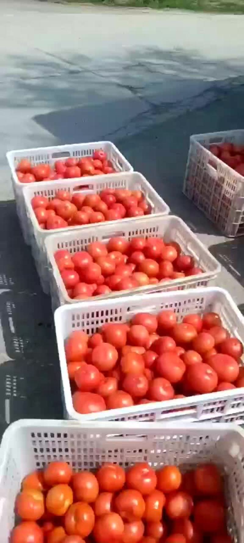 西红柿