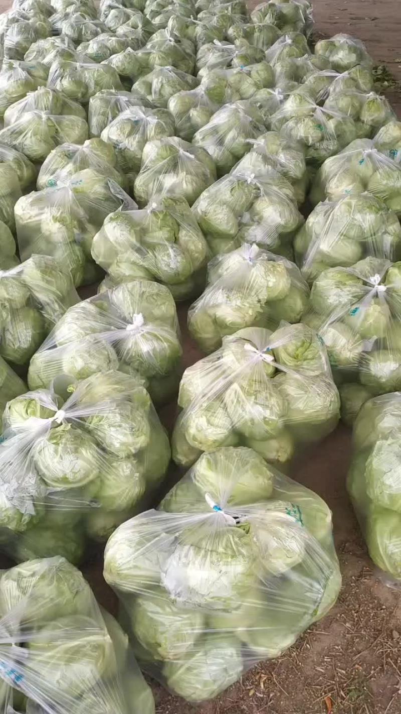 甘蓝
