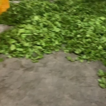 广东上汤桑叶菜绿色食品桑芽菜全国发车
