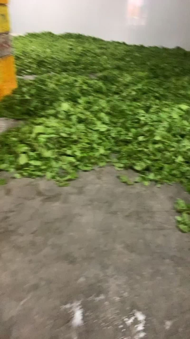 广东上汤桑叶菜绿色食品桑芽菜全国发车