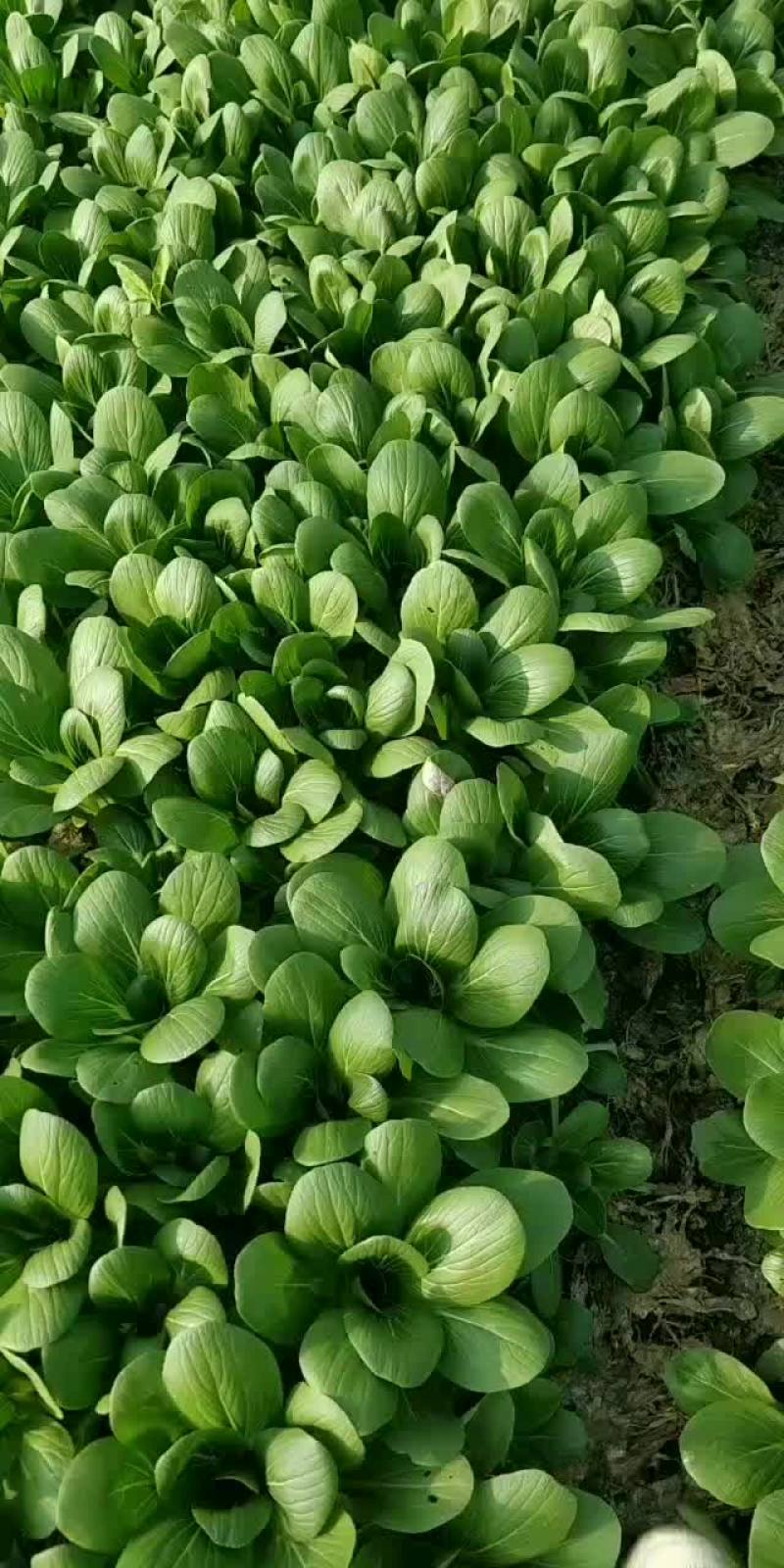 青梗菜
