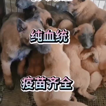 狗狗
