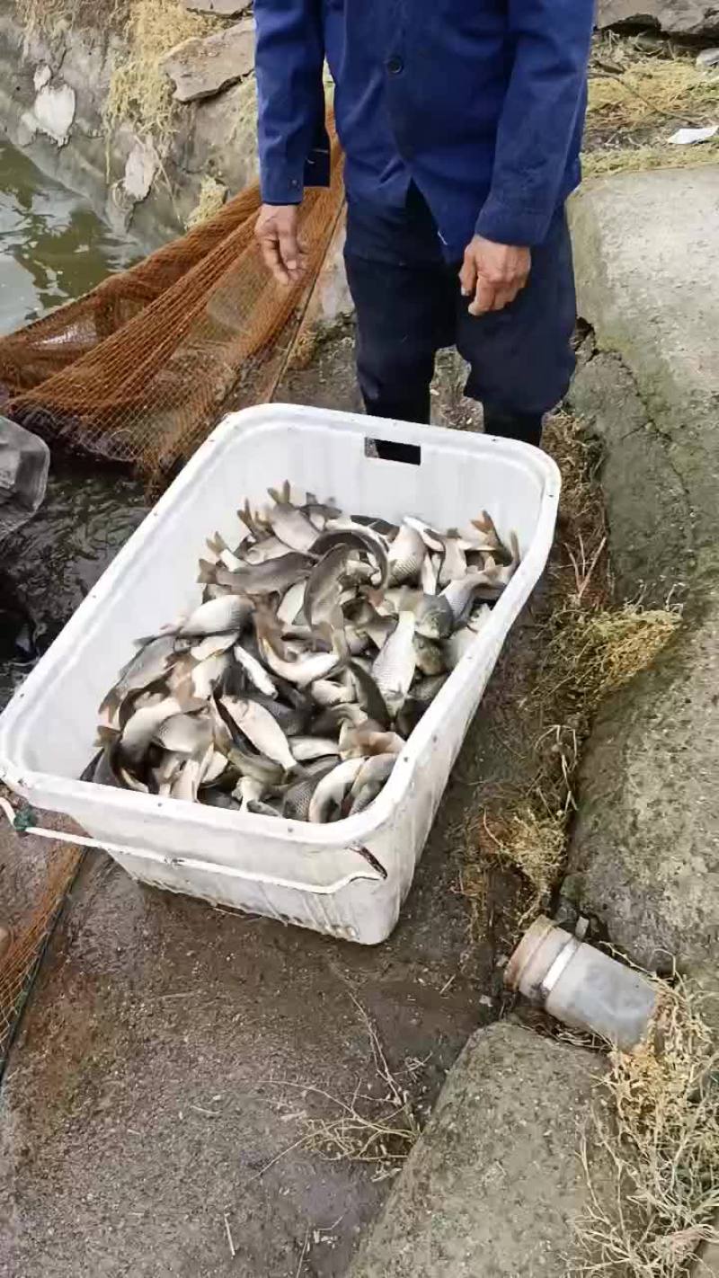 鲤鱼苗