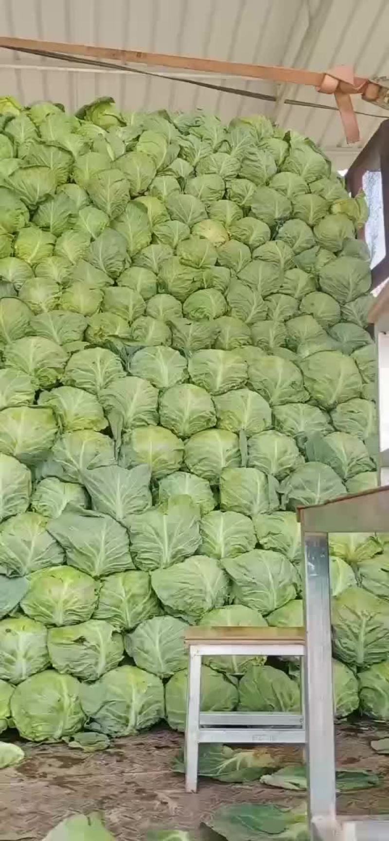 甘蓝