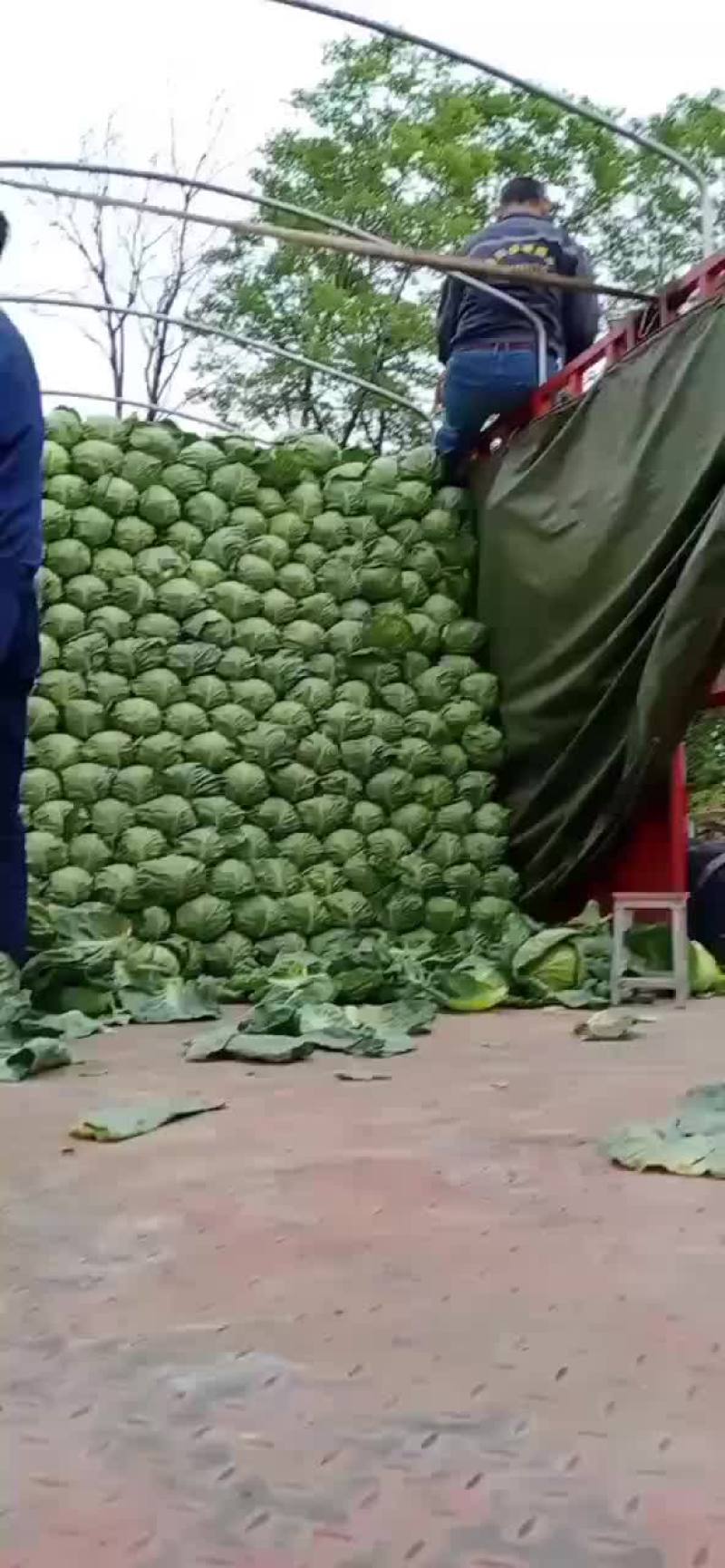 甘蓝