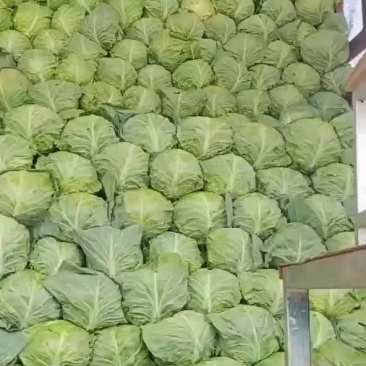 甘蓝大量上市，，，，，，，