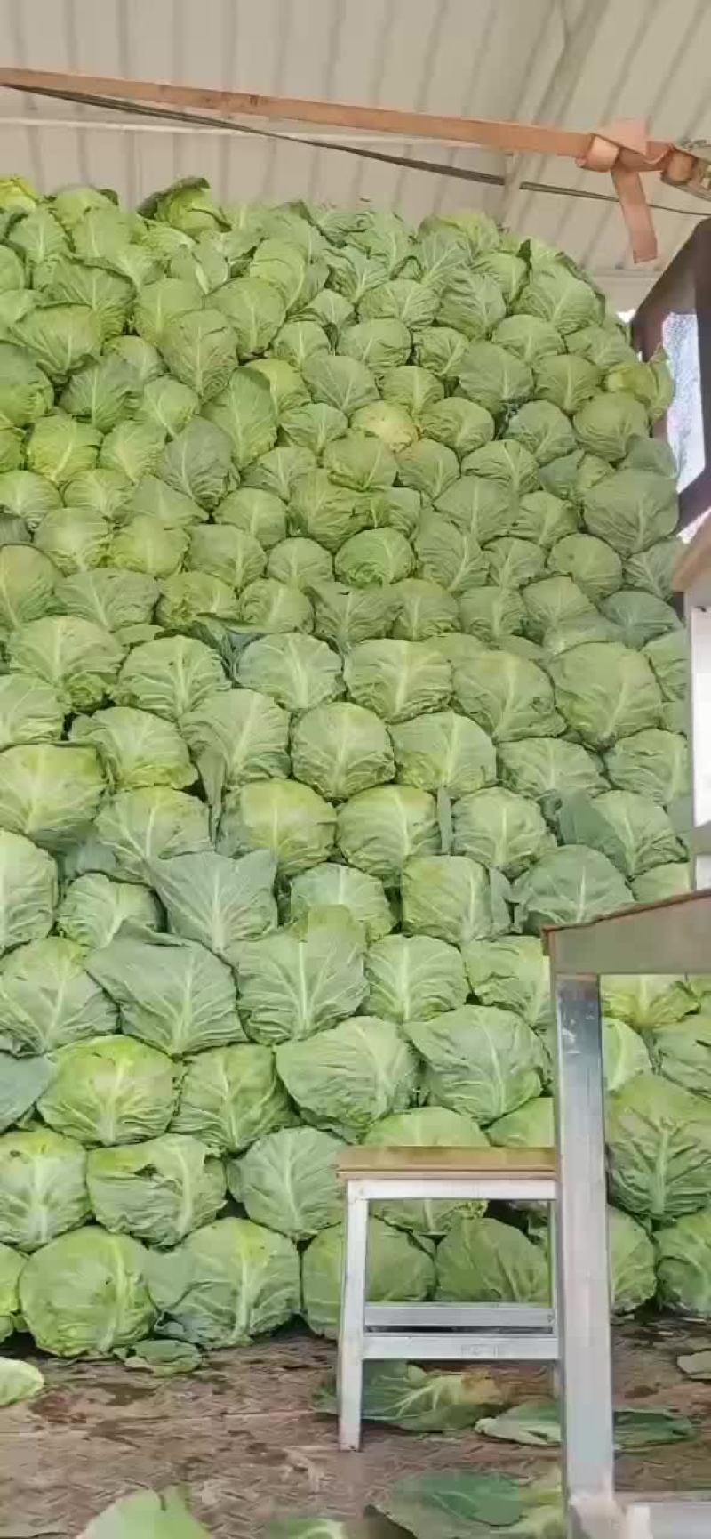 甘蓝大量上市，，，，，，，