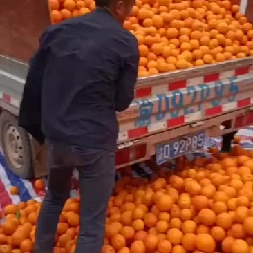 脐橙