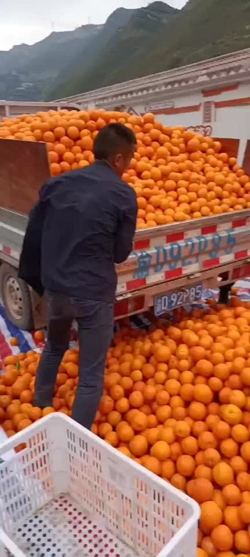 脐橙