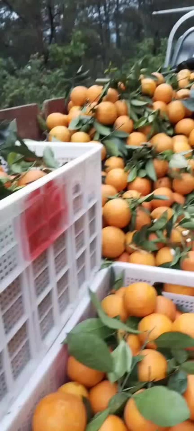 脐橙