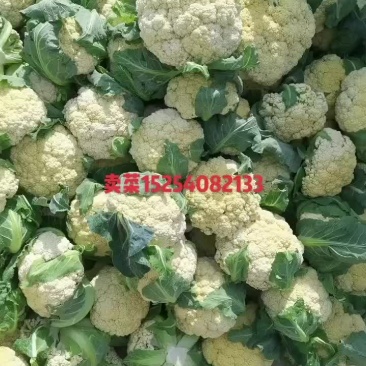 山东菏泽单县青梗有机花菜