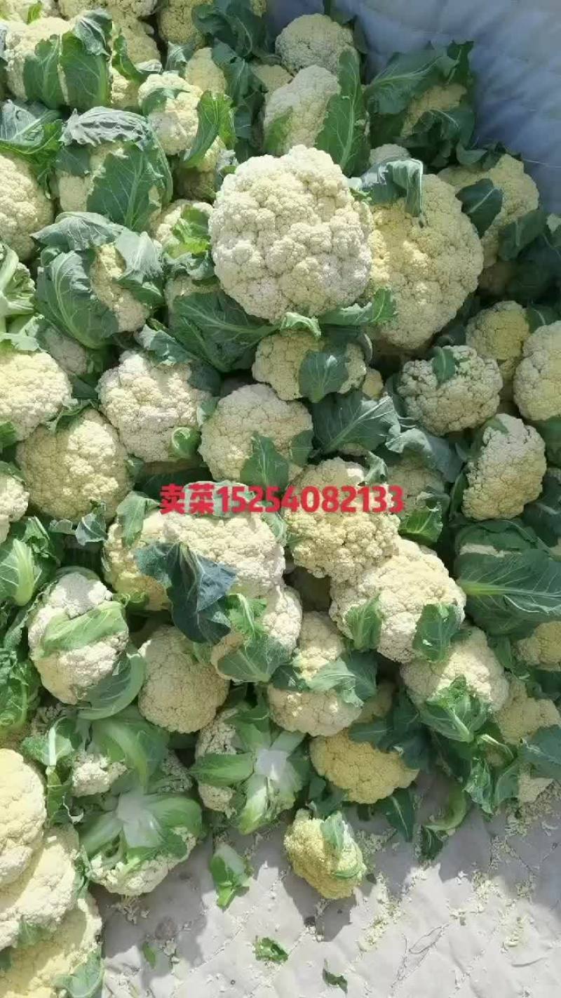 山东菏泽单县青梗有机花菜