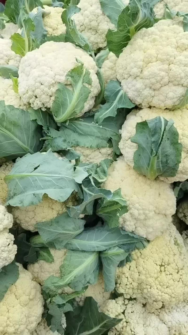 山东菏泽单县青梗有机花菜