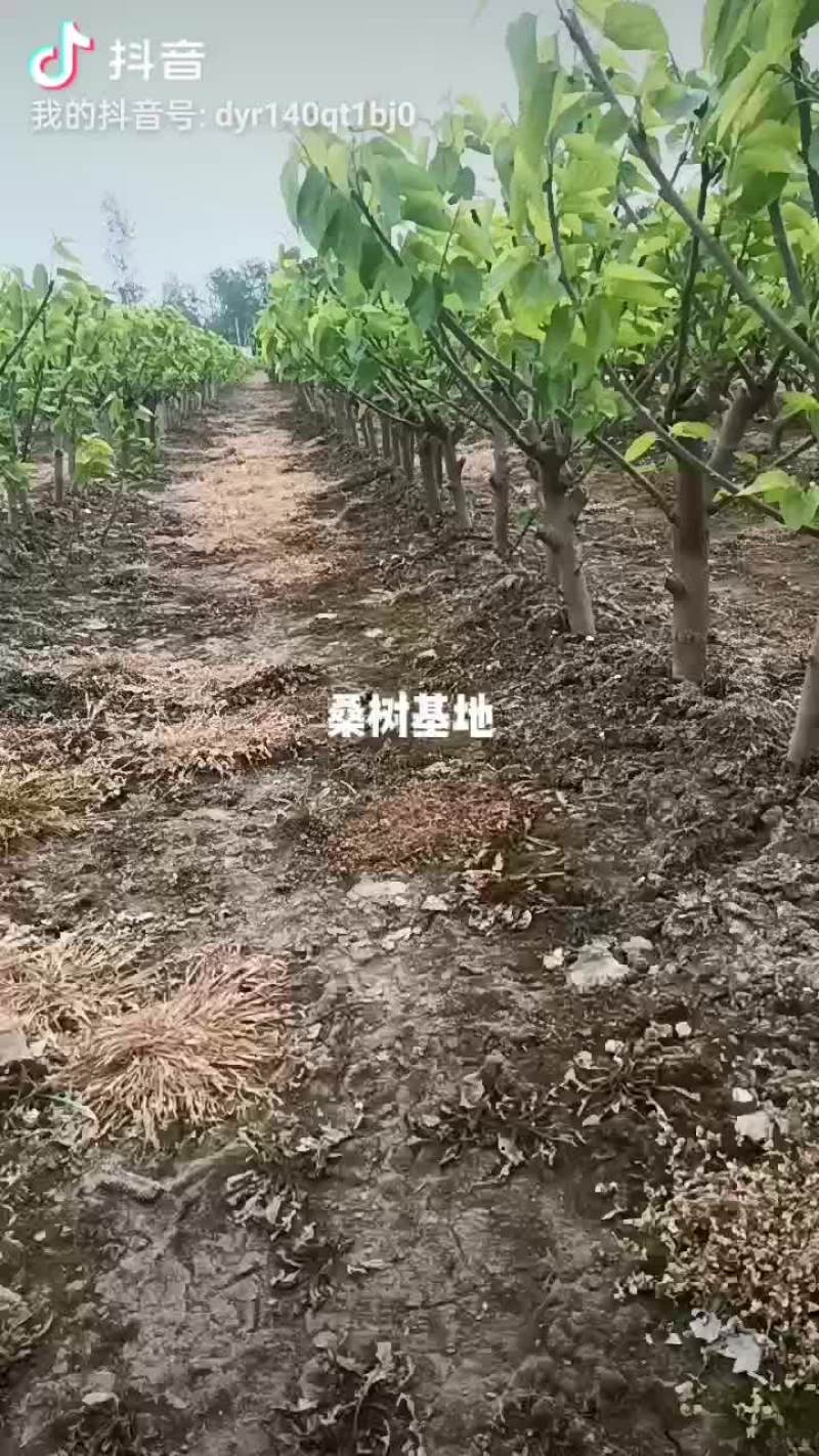 桑树各种规格