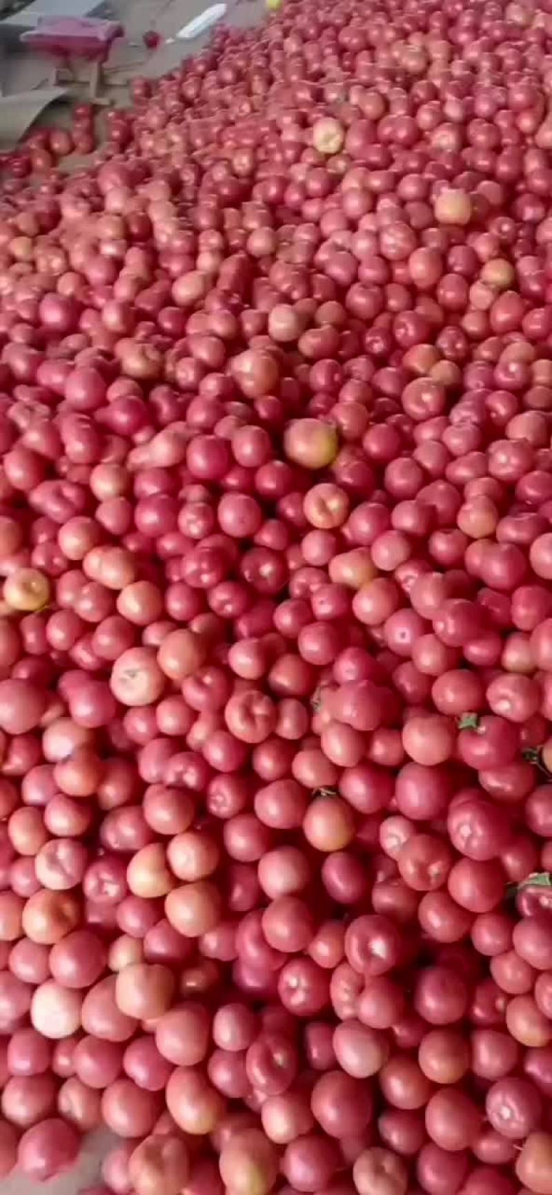 精品硬粉西红柿大量上市。货源充足，质量杠杠的