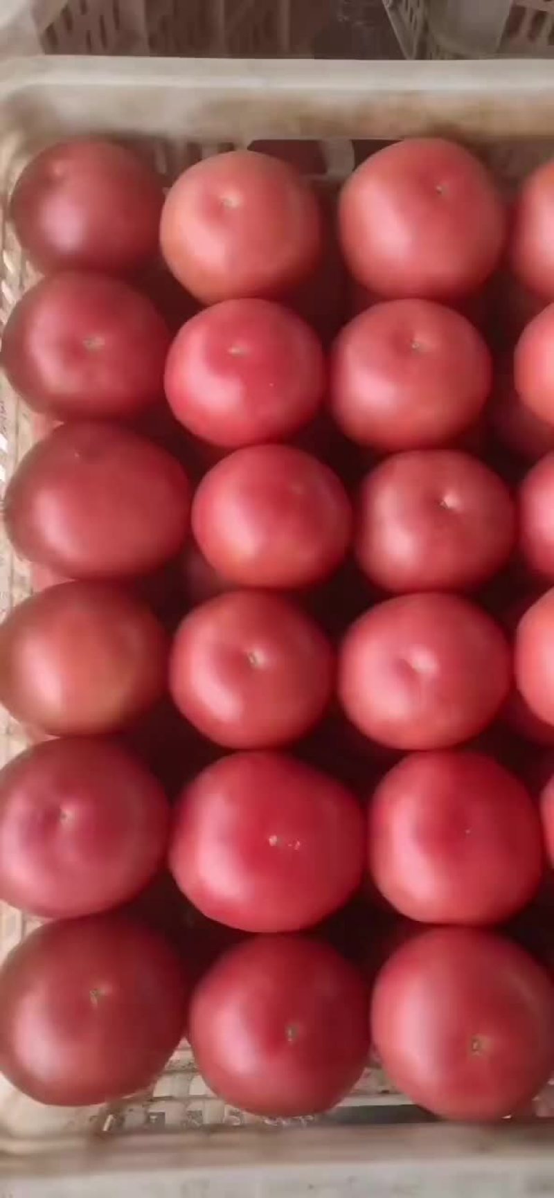 精品硬粉西红柿大量上市。货源充足，质量杠杠的