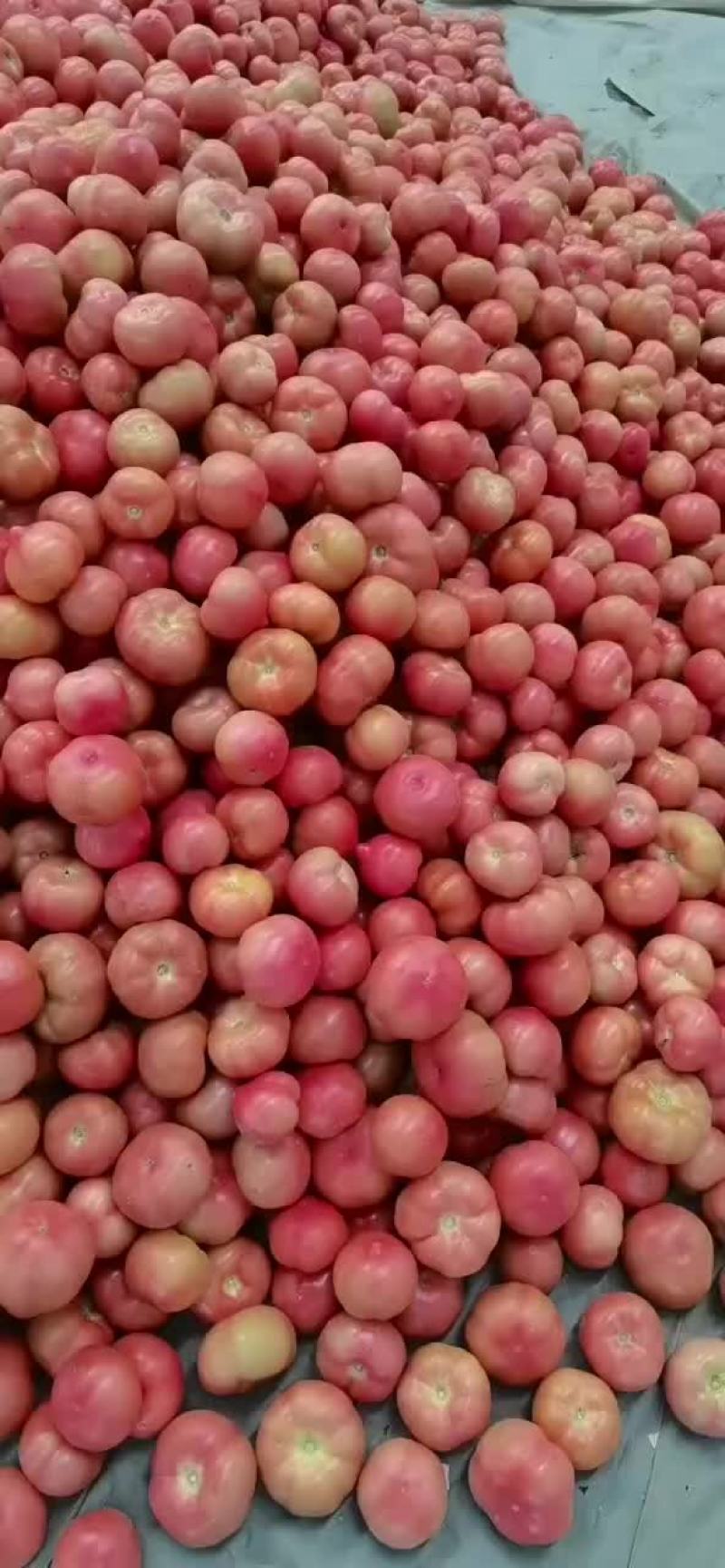 精品硬粉西红柿大量上市。货源充足，质量杠杠的