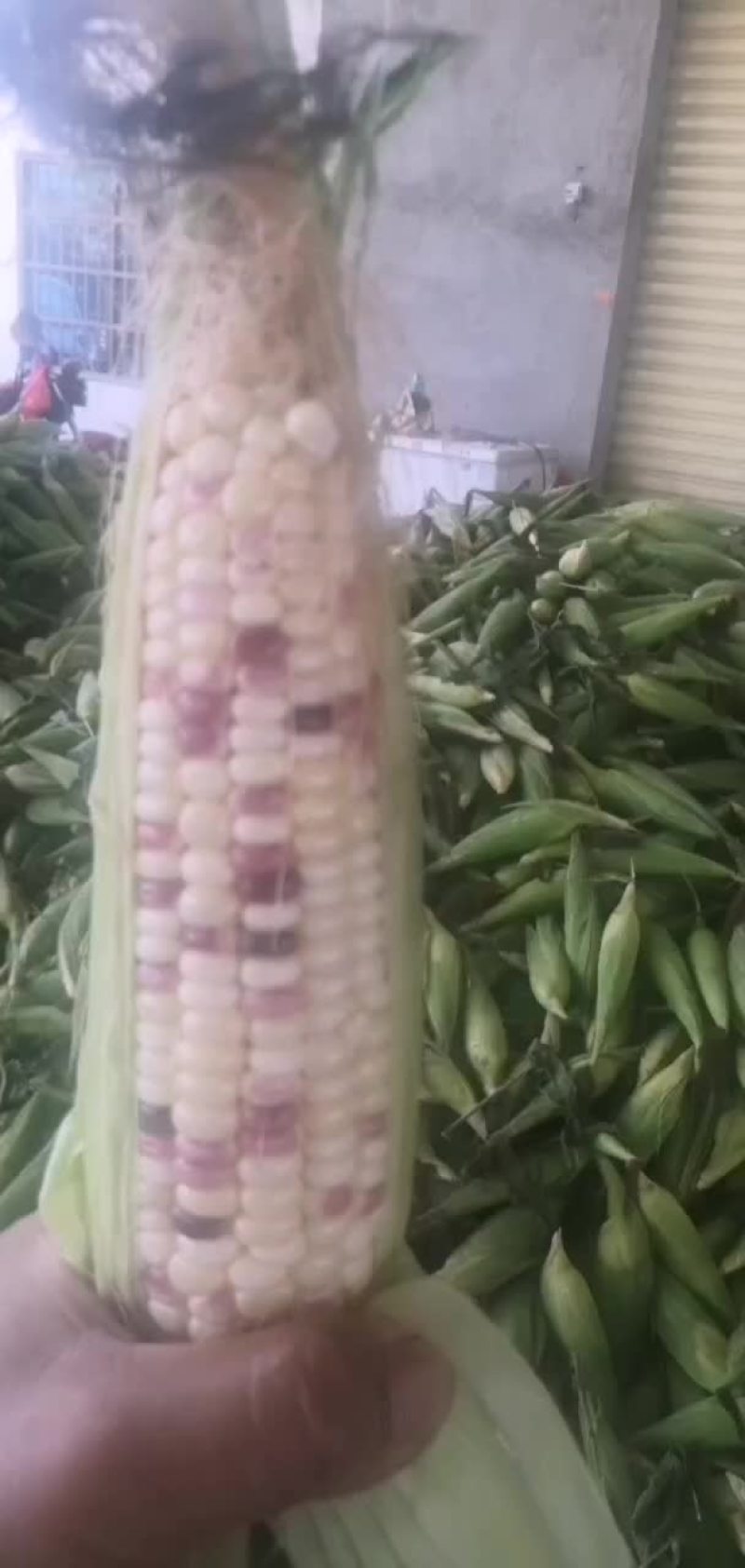 合浦精品糯玉米