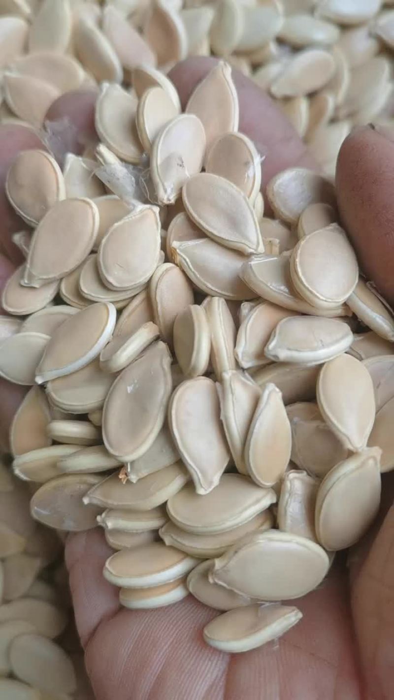 南瓜子新产大籽籽粒饱满果香肉厚
