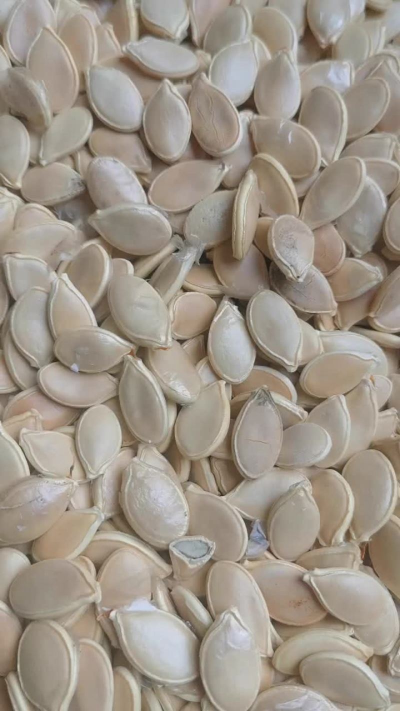 南瓜子新产大籽籽粒饱满果香肉厚