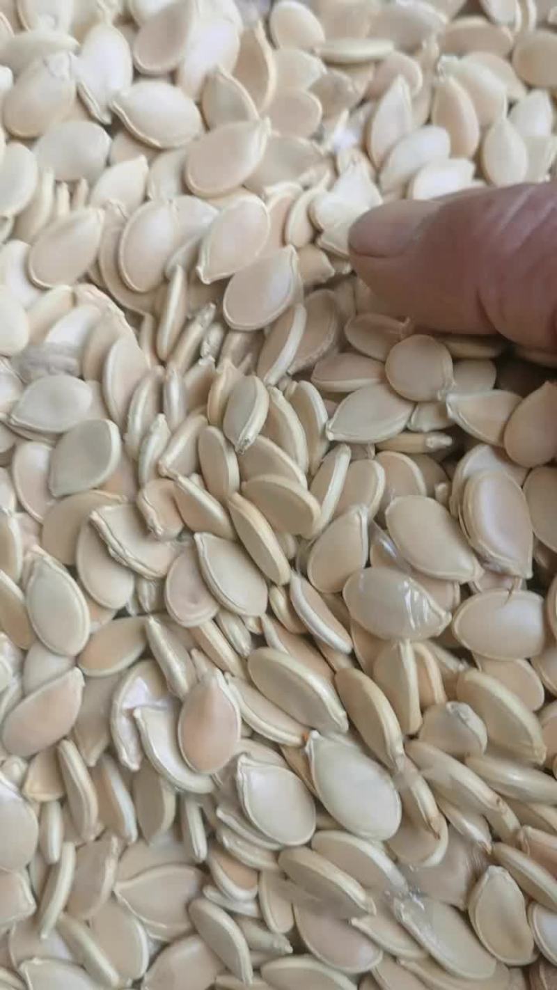 南瓜子新产大籽籽粒饱满果香肉厚