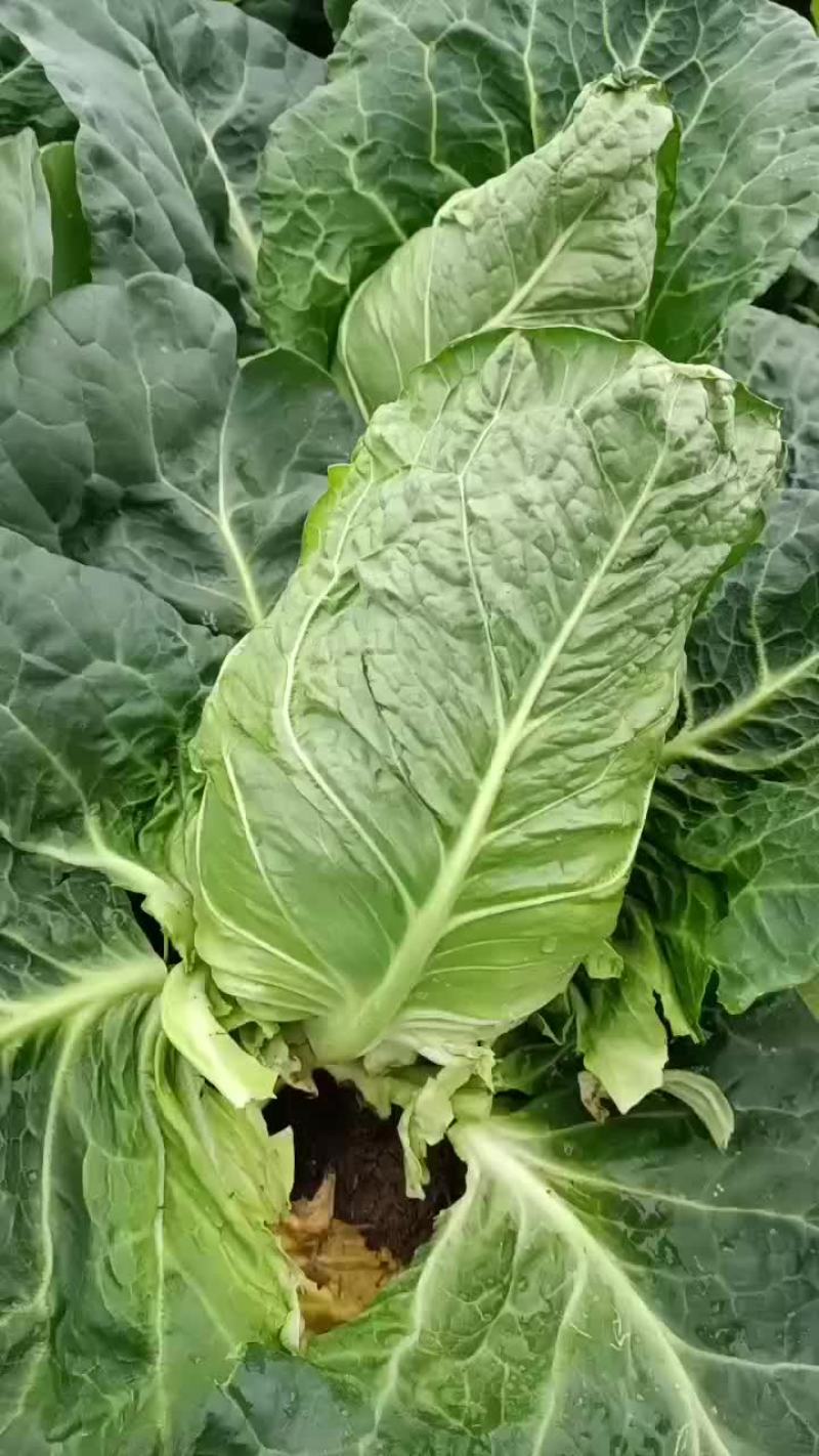 尖包牛心菜