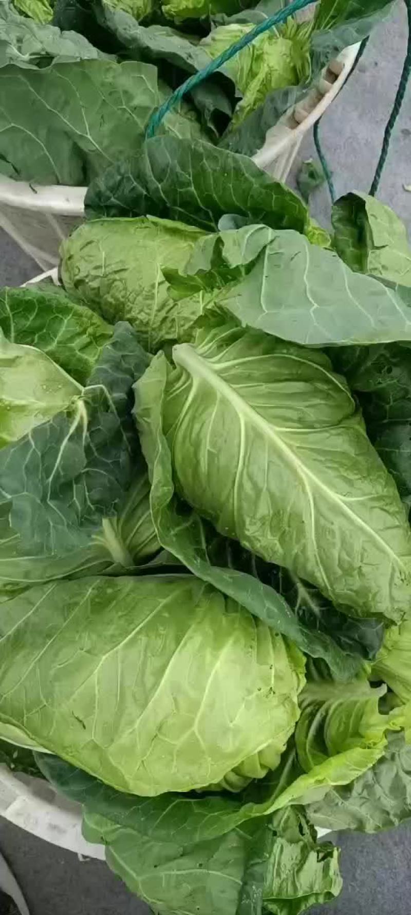 尖包牛心菜