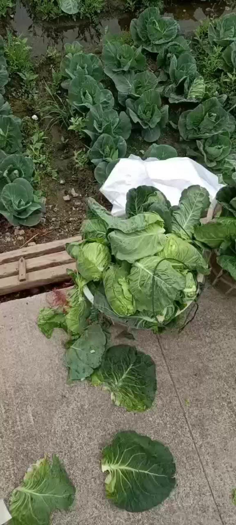尖包牛心菜