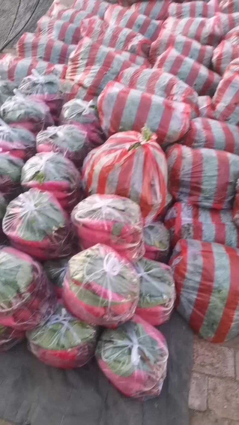 香菜，水萝卜