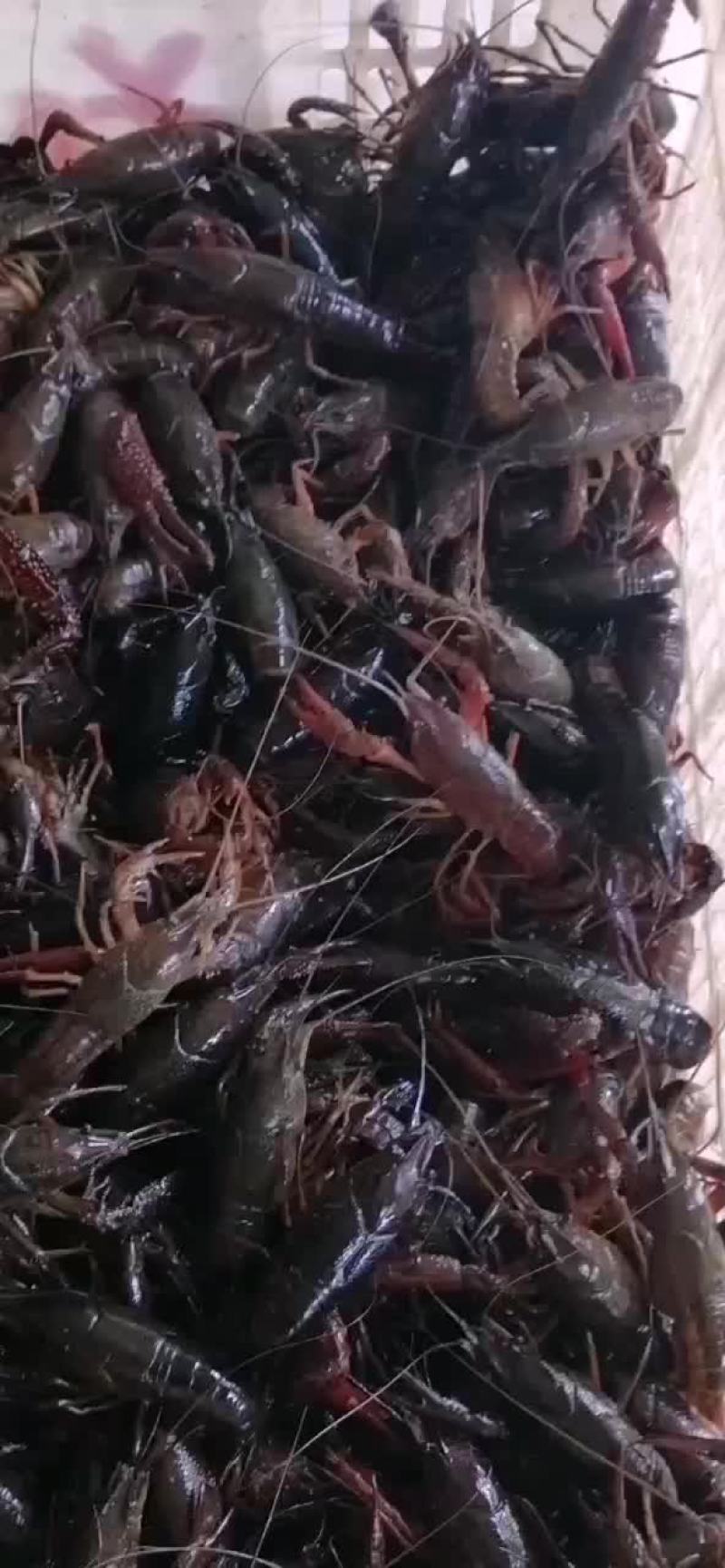 全国龙虾销售