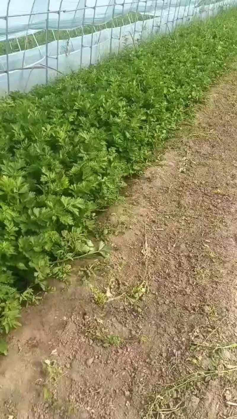 芹菜