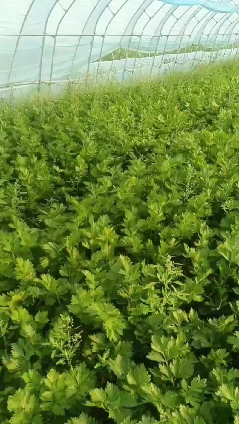 芹菜