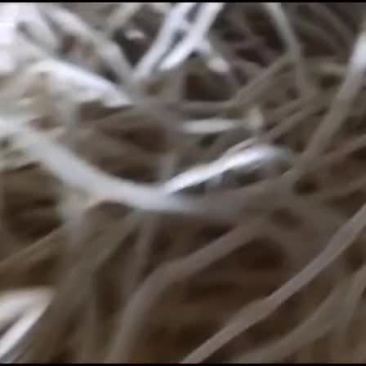 鱼腥草