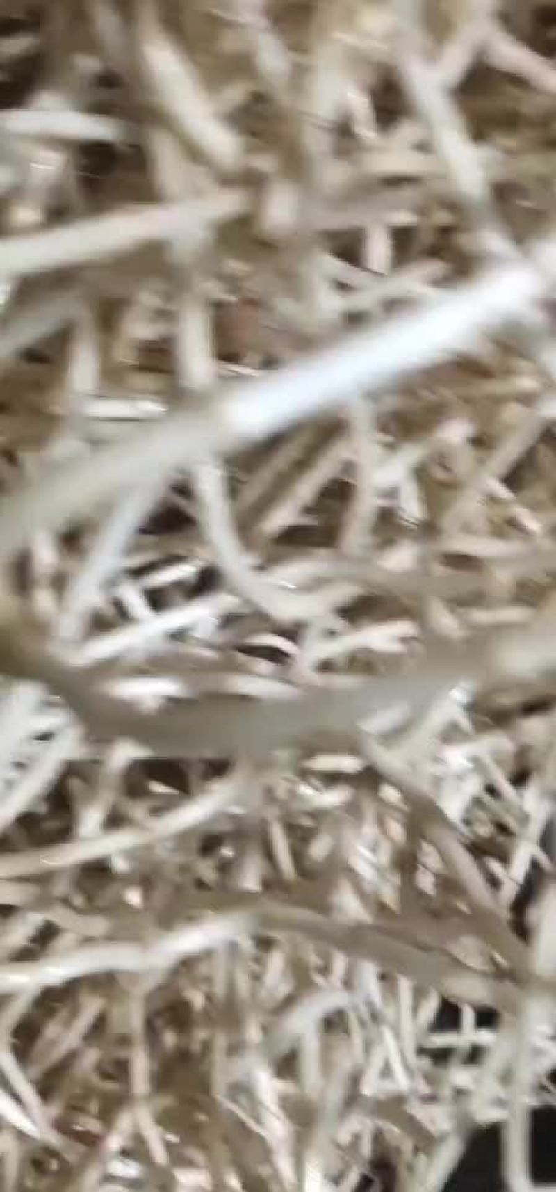鱼腥草