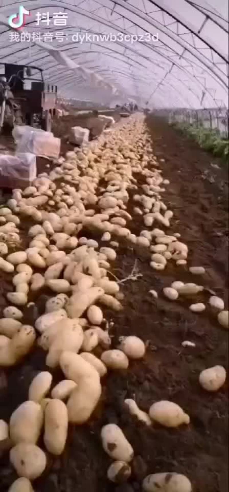荷兰土豆，226土豆大量上市，个头大，颜色亮，质量好，