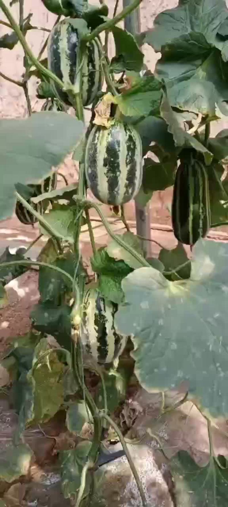芝麻密甜瓜陕西渭南芝麻密甜瓜产地直销